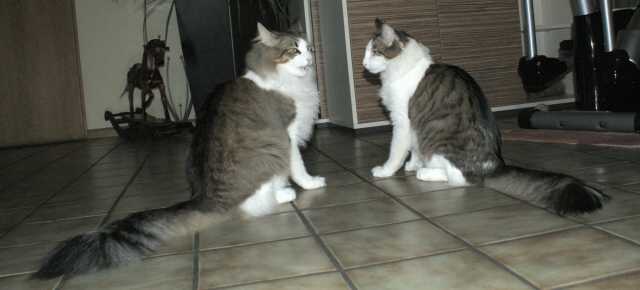 Karlo rechts Mikesch links