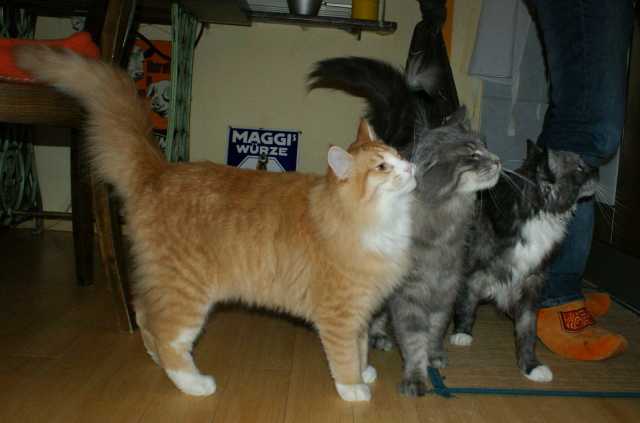 Hier sind weitere Bilder von den Dreien