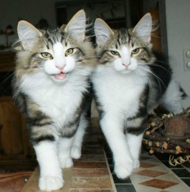 XL links Xeljia rechts