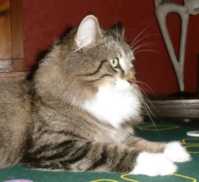 Einstein im März 2008