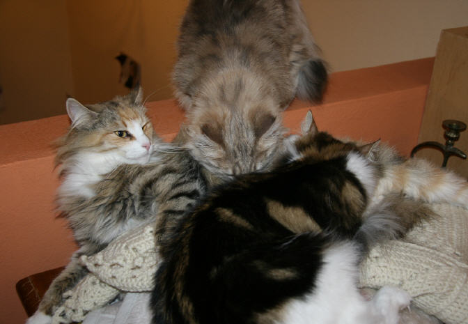 hier sind noch ein paar Bilder von Goldie