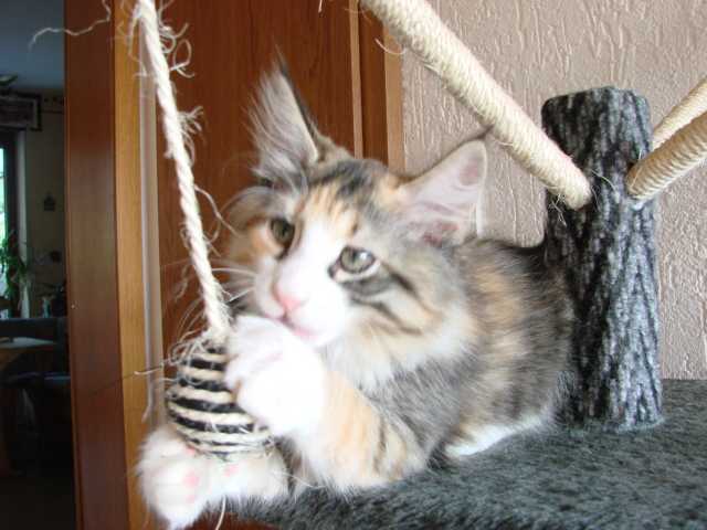 Liberty 12 Wochen alt